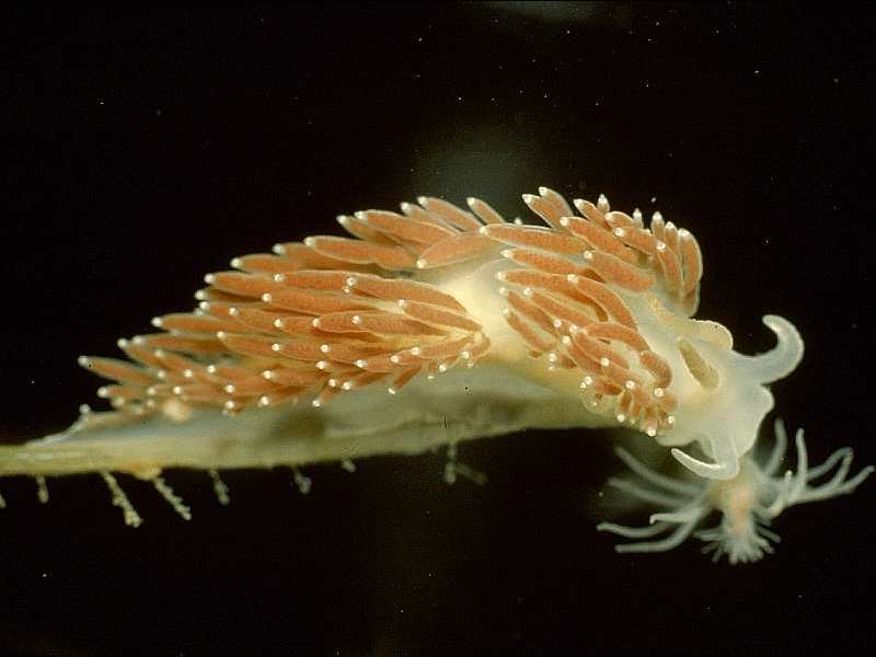 Coryphella verrucosa